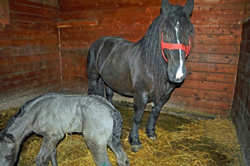 Pensiunea Cheile Apusenilor Sandulesti Экстерьер фото